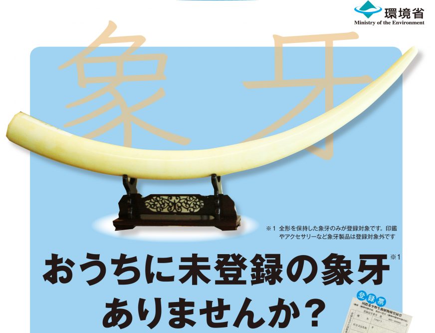 お家に象牙が眠ってませんか?