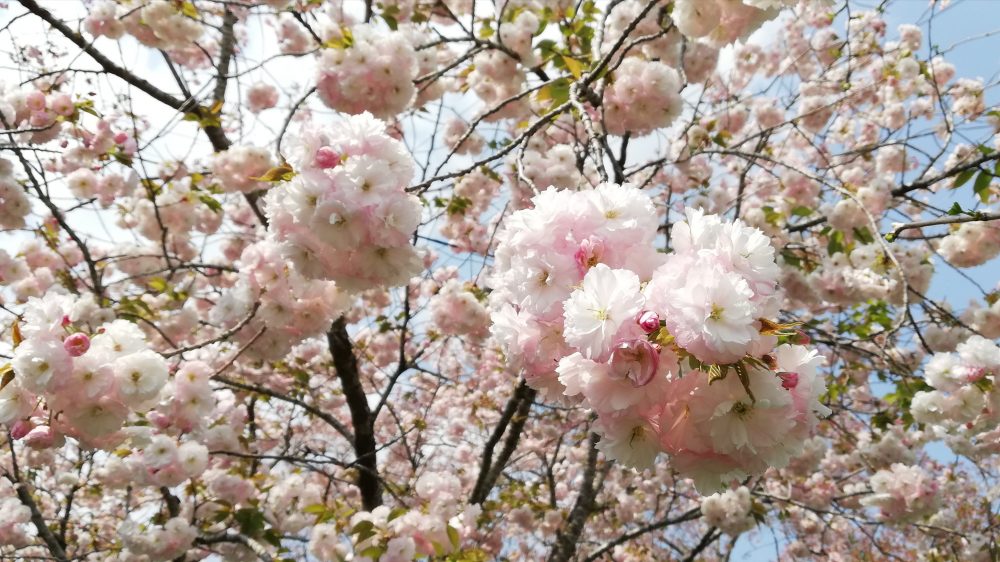 5月の営業日・休業日のお知らせ